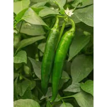 Chilli Hybrid Plant